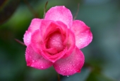 선분홍 꽃 템플릿