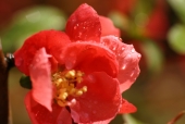 빨간 꽃 템플릿