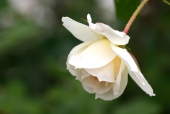 흰꽃 템플릿