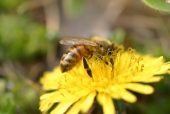 민들레꽃에 꿀을 채취하고 있는 벌 템플릿