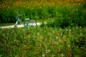 꽃과 자전거 템플릿
