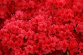 붉은색 꽃 템플릿
