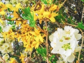 벚꽃과개나리꽃 템플릿
