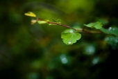 나뭇잎 위에 물방울 템플릿