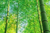 대나무 템플릿