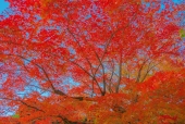 가을단풍나무 템플릿