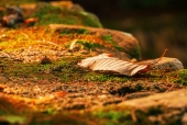 가을낙엽잎 템플릿