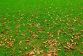 잔디위에낙엽잎 템플릿