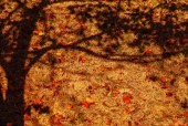 나무그림자와나뭇잎 템플릿