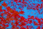 가을단풍잎 템플릿