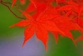 가을단풍잎 템플릿