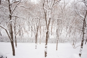 나무 가지 위에 겨울눈 템플릿