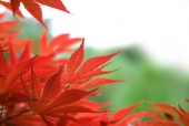 빨간 단풍잎 템플릿
