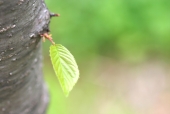 나무에서 자라는 잎 템플릿