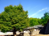 푸른나무와 가옥 템플릿