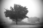비오는날 나무 템플릿