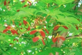 단풍나무열매 템플릿