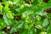 대추나무열매 템플릿