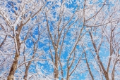 겨울눈꽃나무들 템플릿