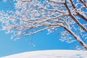 겨울눈꽃나무 템플릿