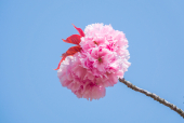 겹벚꽃 템플릿