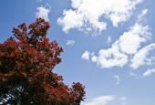 나무와 구름 템플릿