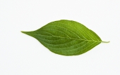 잎 템플릿