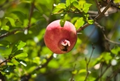 석류나무 템플릿