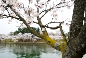 나무로 만든 다리와 벚꽃 일러스트/이미지