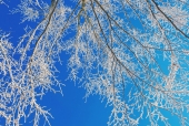 겨울눈으로덮은나뭇가지 템플릿