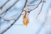 겨울눈내린나뭇잎 템플릿