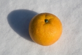 눈 위에 오렌지 템플릿