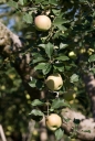 사과나무 템플릿