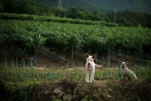 그늘에서 쉬고 있는 강아지 일러스트/이미지