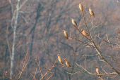 나뭇가지에앉은홍여새 템플릿