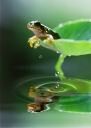 나뭇잎 위에 개구리 일러스트/이미지