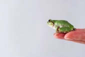사람 머리카락 잡고 있는 개구리 일러스트/이미지