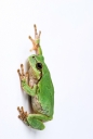 나뭇잎 위에 개구리 일러스트/이미지