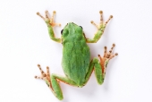 사람 머리카락 잡고 있는 개구리 일러스트/이미지