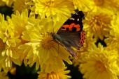 국화꽃 위에 나비 템플릿
