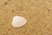 모래조개껍질 템플릿